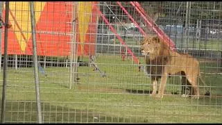 Anxious lion in captivity at Stardust Circus