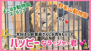 ズーラシアと野毛山動物園のお正月🎍✨今日も飼育員さんが大好きなラージャー君❤️え？恋してるの❤️？！ヒフミ君のピュアな恋が始まりました😆💕 #ライオン #野毛山動物園 #ズーラシア #सिंह