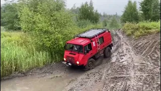 Pinzgauer und Haflinger im Gelände