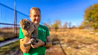 I had a SHOCK! Oleg Zubkov walked in to cage of four WILD TIGERS with a tiger cub in his arms!