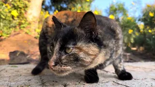 Look how beautiful and affectionate the street cat is!