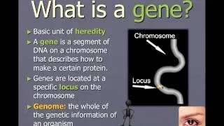 Chromosomes, genes, and alleles (IB Biology)