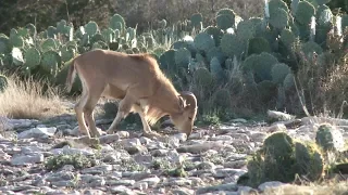 Summer Hunt for Audad Sheep In Texas