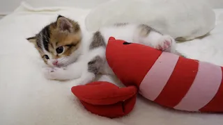 How kitten Nico made a new friend "Mr.shrimp".