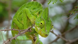 Documentário Animal Dublado - O Deserto Extremo na Arábia