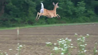 Whitetail Doe with jumping in slow motion