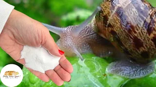 Just 1 ingredient instantly repels SNAILS, we all have it in our kitchen!