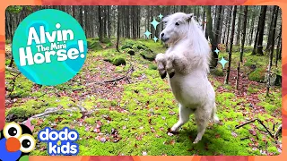 Mini Horse LOVES Strutting Around On Two Legs! | Dodo Kids | Animal Videos