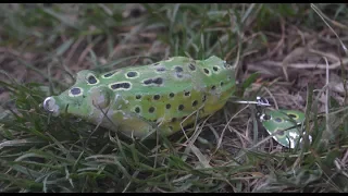 Zombie Frog Best Topwater Pike lure!