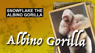 Snowflake the Albino Gorilla