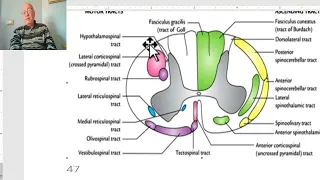 Anatomy of CNS Module in Arabic 2024 (Extra-pyramidal tracts), by Dr. Wahdan.