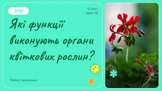 Які функції виконують органи квіткової рослини?