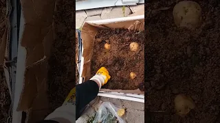 Kasada patates yetiştirme 🥔