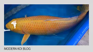 Modern Koi Blog #5154 - Vorstellung eines Doitsu Ginrin Soragoi 84 cm und Karashi Yamabuki 86 cm