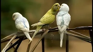 relaxing bird singing