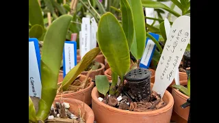 How to repot Cattleya seedlings