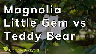 Magnolia Little Gem vs Teddy Bear: What's the Difference?