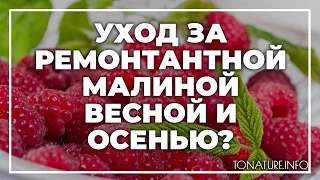 Уход за ремонтантной малиной весной и осенью | toNature.Info