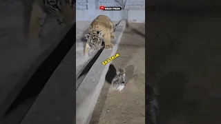 Ketika Kucing Bertemu Harimau