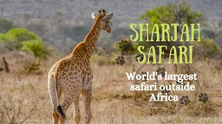 Experience Africa at World's largest Safari park outside Africa in Sharjah | Sharjah Safari