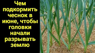 Чем подкормить чеснок в июне, чтобы головки начали разрывать землю по швам