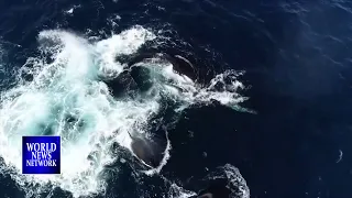 Pod of killer whales chasing a humpback whale mother and calf off the coast of Western Australia