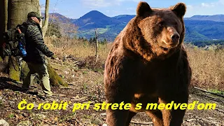 Čo robiť pri strete s medveďom a ako mu predísť | Ako sa správať pri kontakte s medveďom |