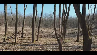 Вырубка леса, Харьковская область.
