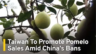 Taiwan To Promote Pomelo Sales Amid China’s Bans | TaiwanPlus News