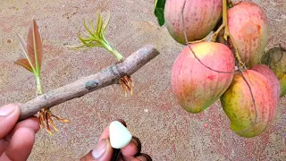 How to Propagate Mango Trees From Cuttings With Branches | Best Natural Rooting Hormone