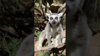 Loro Parque in Tenerife