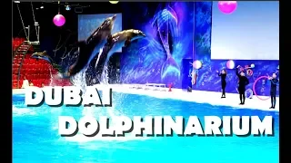 Dolphin And Seal Show at Dubai Dolphinarium