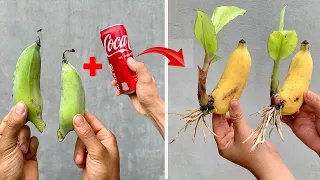 SUPER SPECIAL TECHNIQUE for propagating bananas with coca-cola, super fast growth