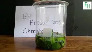 Extract Chlorophyll (For Science, Not For Eating)