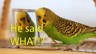 Kiwi the talking parakeet requests sacrifice from Siri
