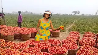 Millionaire Tomato Farmer | From ISRAEL To KENYA