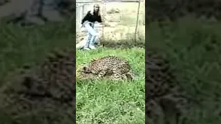 Cheetah mating short #cheetah #animal