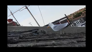 Seagull Feeding Chick