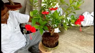 How to make bonsai Hibiscus tree (Jaba)