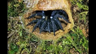 Finding the Malaysian trapdoor spider