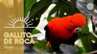 Gallito de Roca en Jardín (Antioquia): el mejor lugar para verlo?