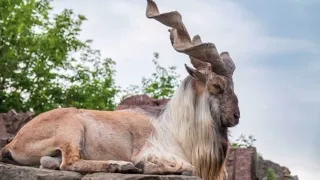 Facts About Markhor