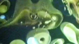 Psychedelic Light show UFO 1967