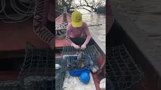 Amazing Crab Trapping Skills To Catch Giant Crabs