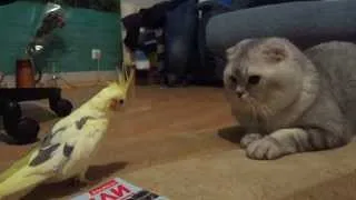 Попугай клюнул кота в лапу