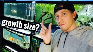 How Long for Oscar Fish to Grow Full Size?