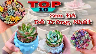 Top 10 Loại Sen Đá Dễ Trồng Nhất. Nhân Giống Sen Đá @creativegardening99