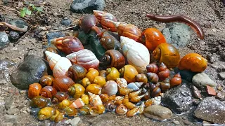 Wow!! Hunting Snails, Snails, Golden Snails, Chonch, Shells, and Millipedes in Rivers