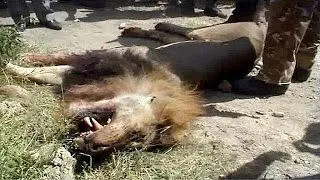 Lion shot dead after escaping from Nairobi National Park