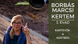 Borbás Marcsi - Kertem: Kártevők a kertben